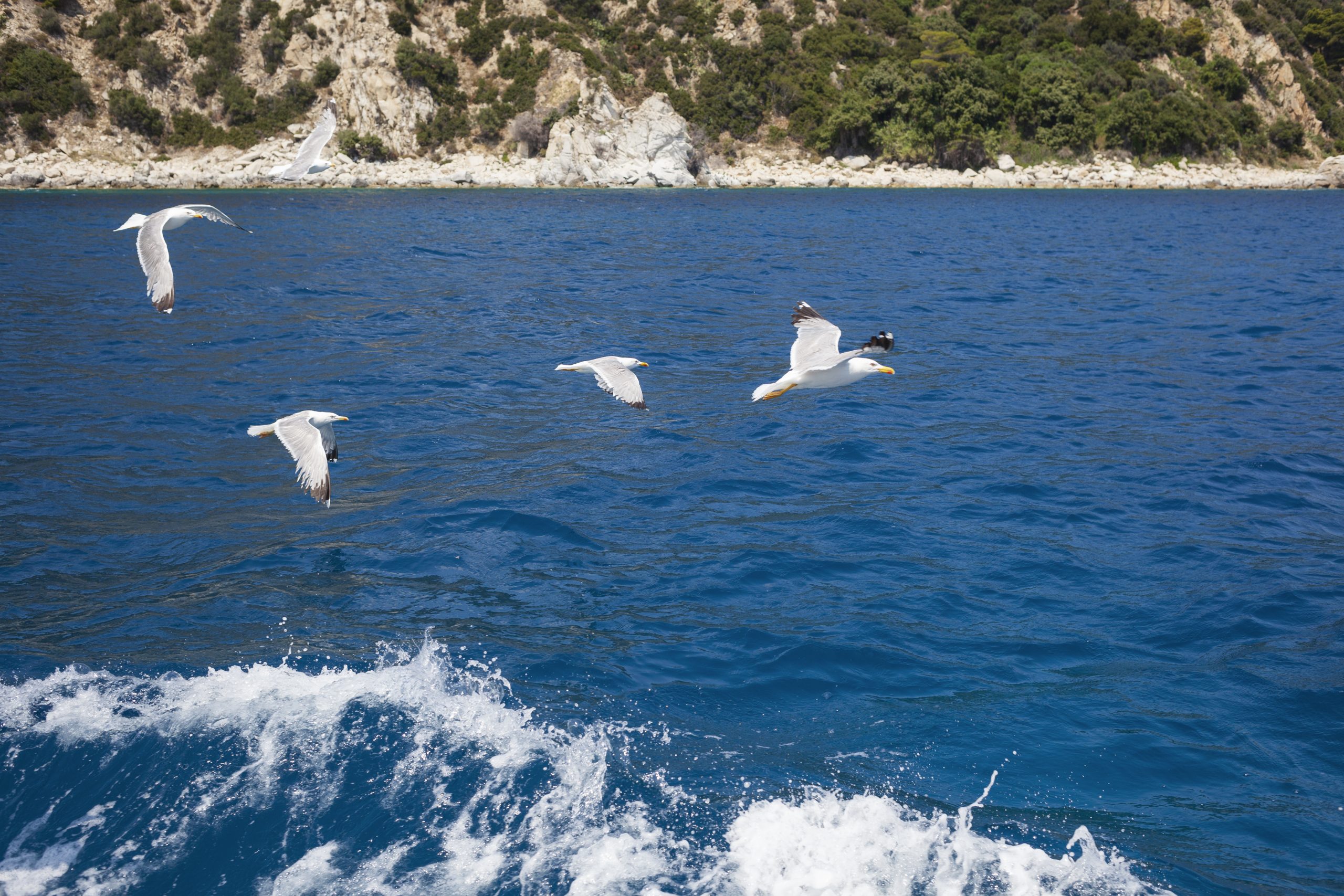 Seagulls flying over a deep blue sea near a rocky coastline, reflecting IREC’s focus on environmental monitoring and climate change research in marine ecosystems.