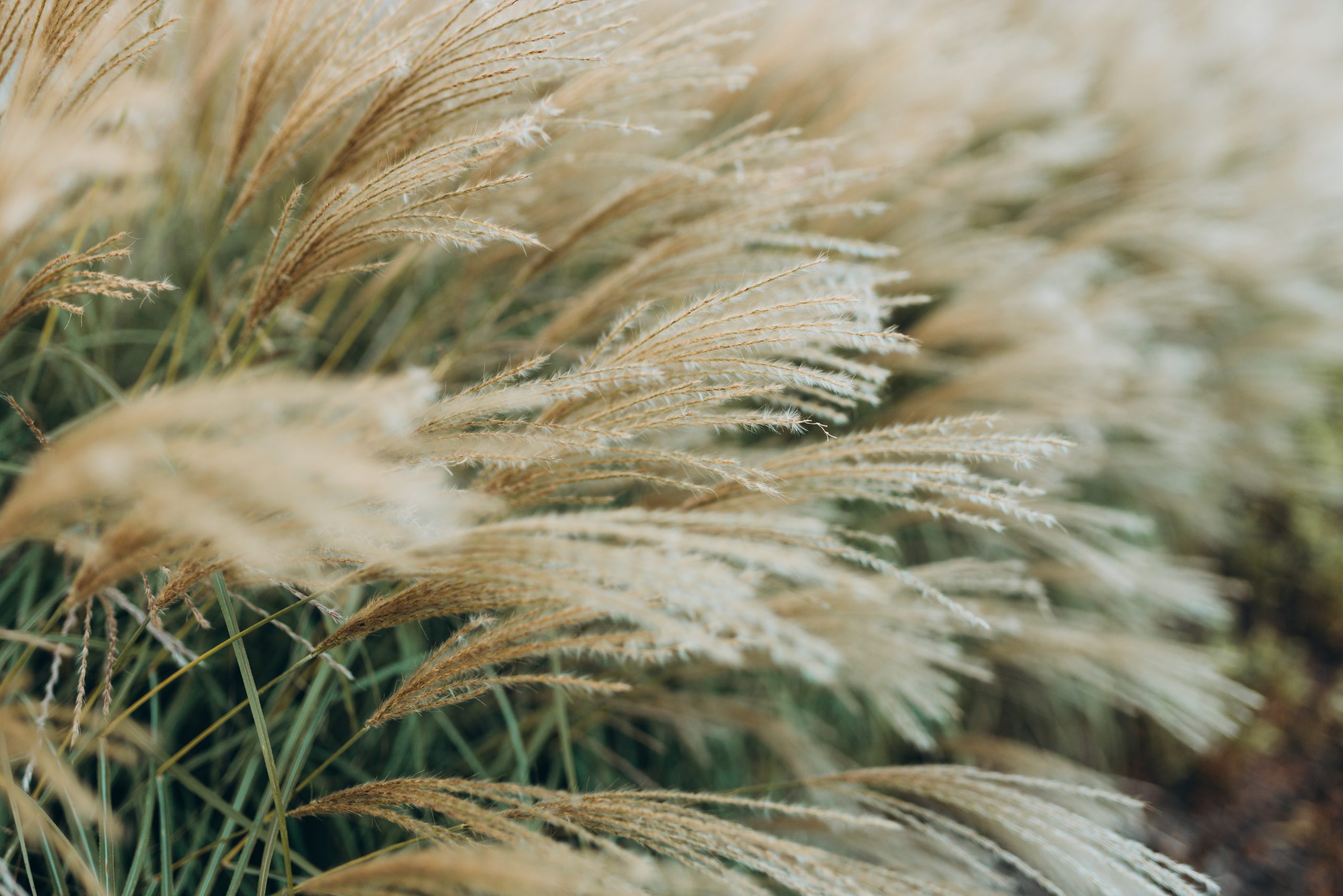 Abstract natural background of soft plants Cortaderia selloana. Pampas grass on a blurry bokeh, Dry reeds boho style. Fluffy stems of tall grass in autumn